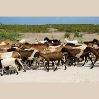 Ancient Whiz Opens Archaeology Window