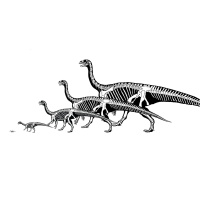 Flocking Together May Have Helped Dinosaurs Dominate the Earth