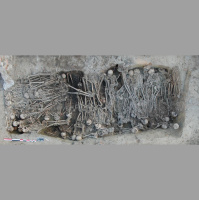 Teeth Tell Black Death Genetic Tale