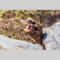 Chatty Turtles Flip the Script on the Evolutionary Origins of Vocalization in Animals