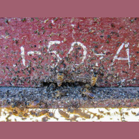 Bees Use Bullshit Defense to Keep Giant Hornets at Bay