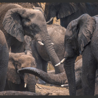 For African Elephants, Pee Could Be a Potent Trail Marker