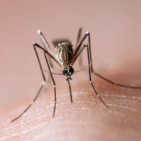 Artificial Light Keeps Mosquitoes Biting Late into the Night