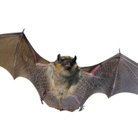 Bat Chatter Is More Than a Cry in the Dark