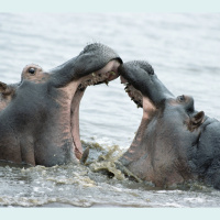 Hippo Meat-Munching May Explain Their Anthrax Outbreaks