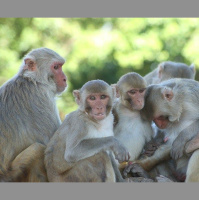 Made Ya Look, Monkey