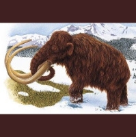 Mammoth Find Moves Humans in Arctic Back 10,000 Years