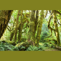 Election Science Stakes: Environment