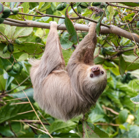 Sloths Slowly Cavort by Day Now