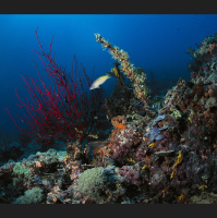 Our Noise Bothers Overlooked Seafloor Critters