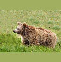 Yeti Claims Dont Bear Up