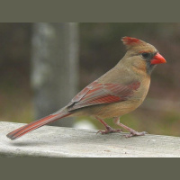 Cardinal Rule: Female Birds Sing, Too