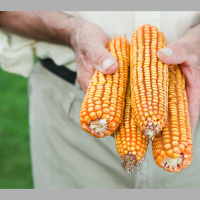 Gamers Wanted to Attack Food Toxin