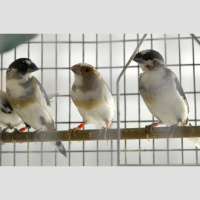 Finches Can Learn to Sing Differently Than Their Genetics Dictate