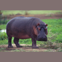 Hippo Dung Fouls Up Freshwater Fisheries