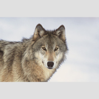 Wolves Need More Room to Roam