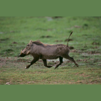 Mongooses Pile on Warthogs--to Groom Them