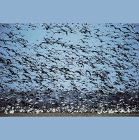 Animal Migrations Track with Wikipedia Searches