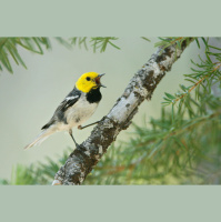 Warbler Species Fires Up Song Diversity