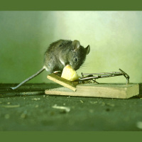 That Mouse in Your House--Its Smarter, Thanks to You