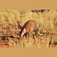 Aardvarks Are Ailing amid Heat and Drought