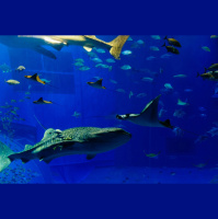 Astronomy Tool Helps ID Sharks