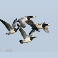 As Spring Arrives Earlier, Arctic Geese Speed Up Their Migration