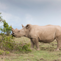 White Rhinos Eavesdrop to Know Whos Who
