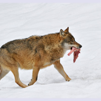 Humans May Have Befriended Wolves with Meat