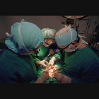 Primate Conflicts Play Out in the Operating Room