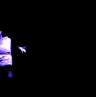 Night Flights Are No Sweat for Tropical Bees