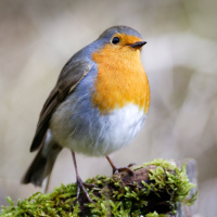 The Secret behind Songbirds Magnetic Migratory Sense