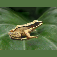 Frog Vocals Lead to Small Preference