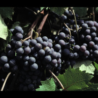 Wildfires Spike Wine with Smoky Notes