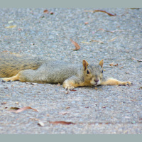 During a Heat Wave, You Can Blast the AC, but What Does a Squirrel Do?