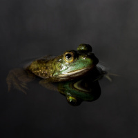 Did Animal Calls Start in the Dark?