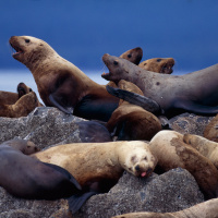 Pinnipeds Dont Appreciate Biped Disturbance