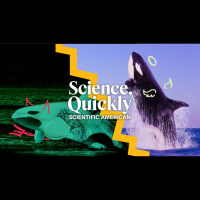 Are Orca Whales Friends or Foes?