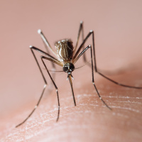 Some Mosquito Repellents Act like Invisibility Cloaks