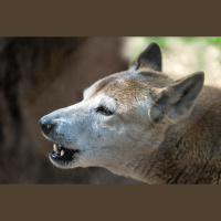 Ancient Dogs Had Complex Genetic Histories