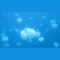 Widening the Suez Canal Ushers In Underwater Invaders