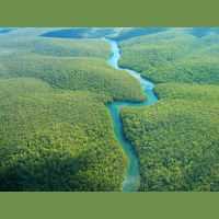 Plants Dominate the Planets Biomass