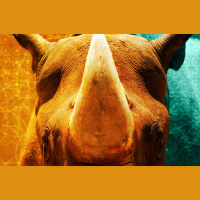 Rhinos and Their Gamekeepers Benefit from AI