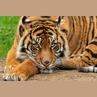 Coronavirus Can Infect Cats