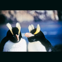 These Punk Rock Penguins Have a Bizarre Breeding Strategy