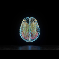 Brain Sides Are Both Busy in New Language Learning