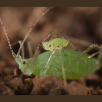 Little Aphids Ride Big Ones to Safety