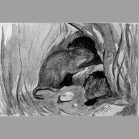 The Romantic Temptation of the Monogamous Prairie Vole