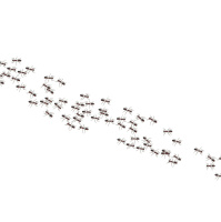 Ant Colonies Avoid Traffic Jams