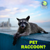 Tamer Raccoons, COP30 Recap, New Fluoride Research